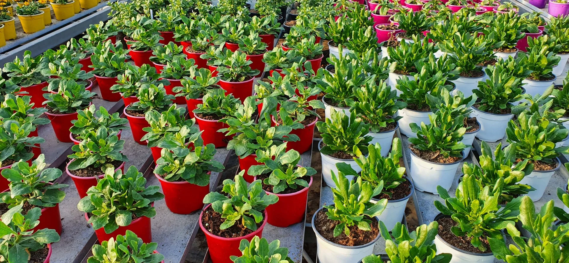 Penochet Samuel Pepiniere Niort Plantes Vivaces 1