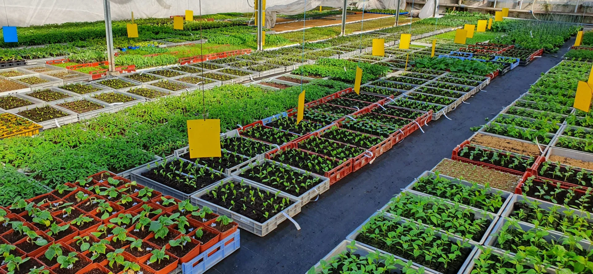 Penochet Samuel Pepiniere Niort Plants De Legumes Bio 1
