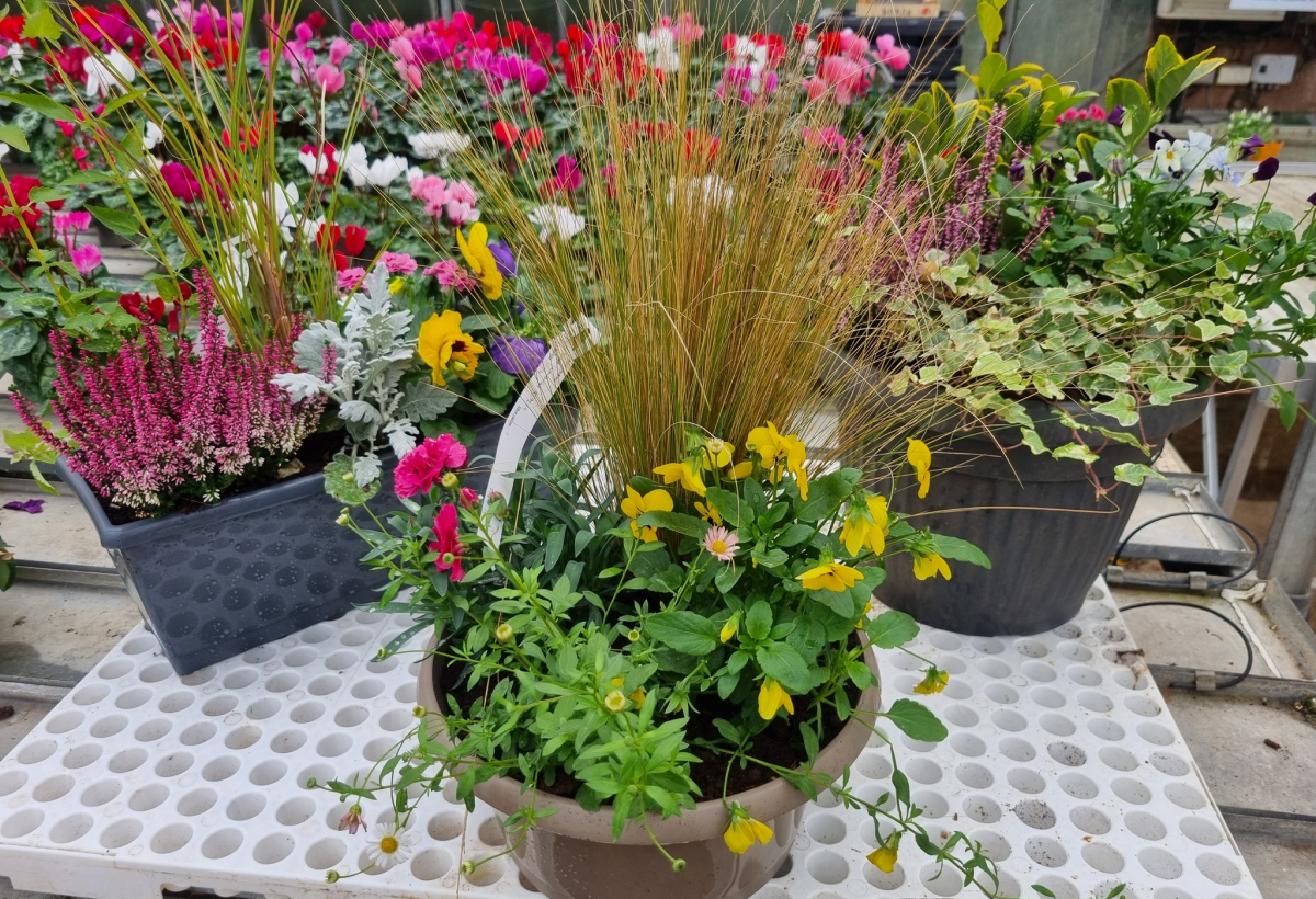 Penochet Samuel Pepiniere Niort Realisations 2