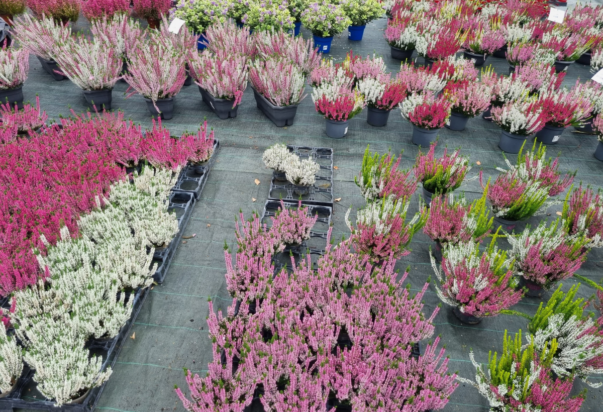 Penochet Samuel Pepiniere Niort Realisations 3